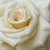 Biela - Záhonová ruža - floribunda - Champagner ®